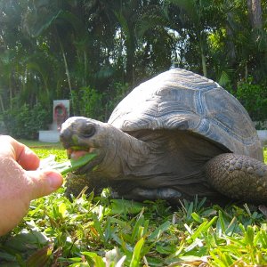 ALDABRA BREEDER