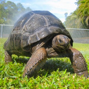 ALDABRA BREEDER