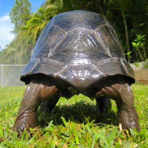 ALDABRA BREEDER