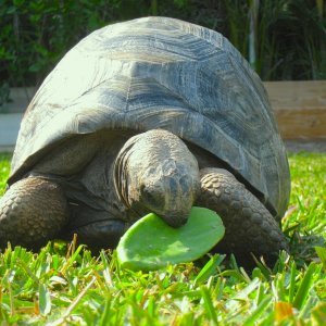 ALDABRA BREEDER