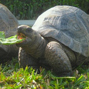 ALDABRA BREEDER