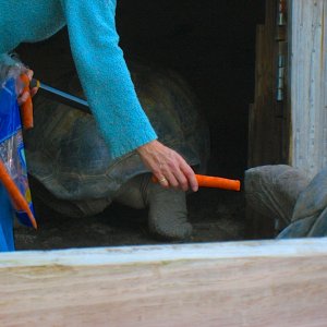 ALDABRA BREEDER
