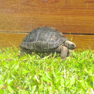 ALDABRA BREEDER