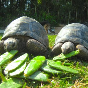 ALDABRA BREEDER