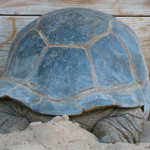 ALDABRA BREEDER