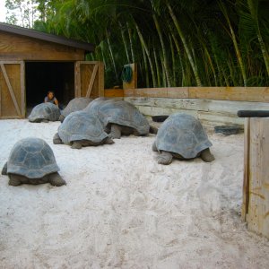 ALDABRA BREEDER