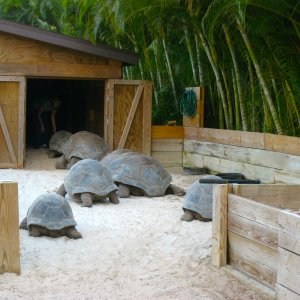 ALDABRA BREEDER