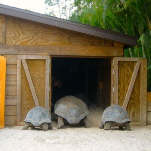 ALDABRA BREEDER