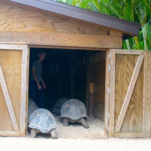 ALDABRA BREEDER