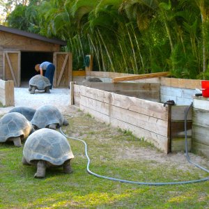 ALDABRA BREEDER
