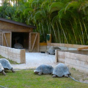 ALDABRA BREEDER