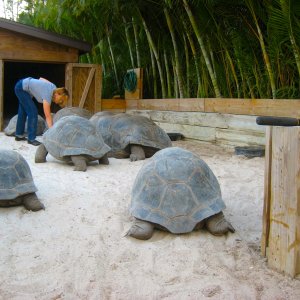 ALDABRA BREEDER