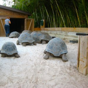 ALDABRA BREEDER