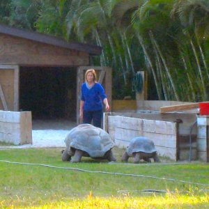 ALDABRA BREEDER
