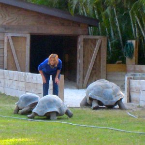 ALDABRA BREEDER