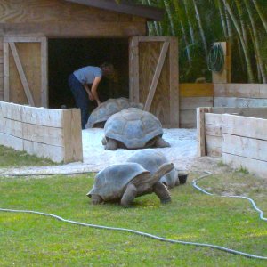 ALDABRA BREEDER