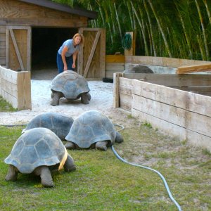 ALDABRA BREEDER