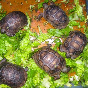 ALDABRA BREEDER