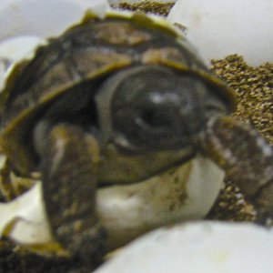ALDABRA BREEDER