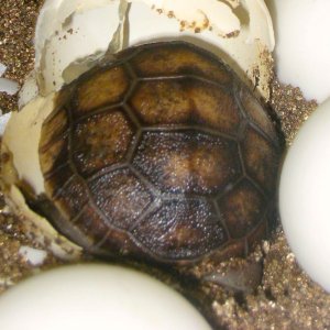 ALDABRA BREEDER