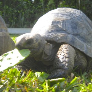 ALDABRA BREEDER