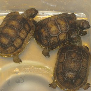 ALDABRA BREEDER