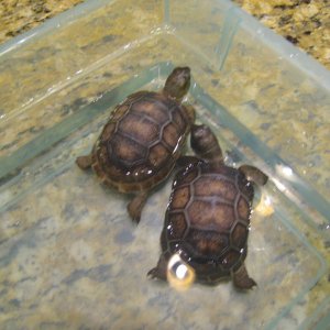 ALDABRA BREEDER