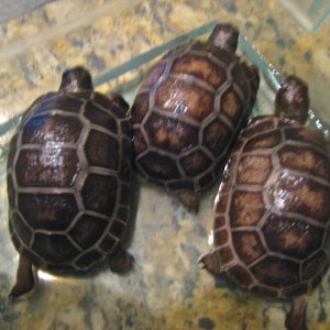 ALDABRA BREEDER