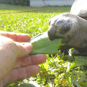 ALDABRA BREEDER