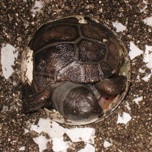 ALDABRA BREEDER