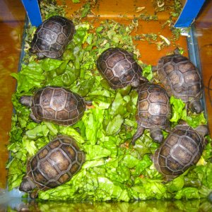 ALDABRA BREEDER