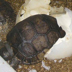 ALDABRA BREEDER
