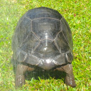 ALDABRA BREEDER