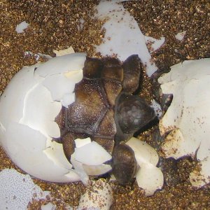 ALDABRA BREEDER