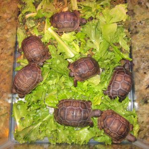 ALDABRA BREEDER