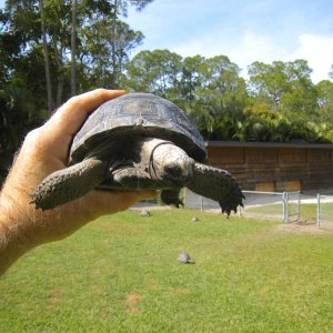 ALDABRA BREEDER