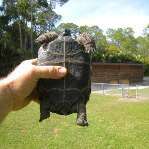ALDABRA BREEDER