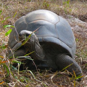 ALDABRA BREEDER