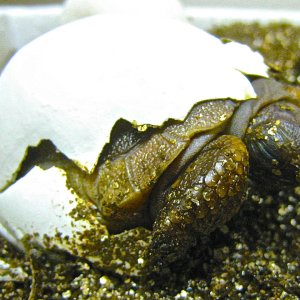 ALDABRA BREEDER