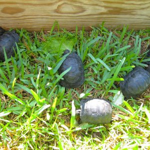 ALDABRA BREEDER