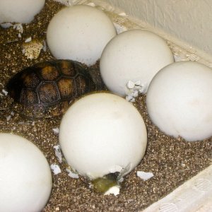 ALDABRA BREEDER