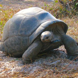 ALDABRA BREEDER