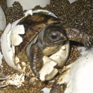 ALDABRA BREEDER