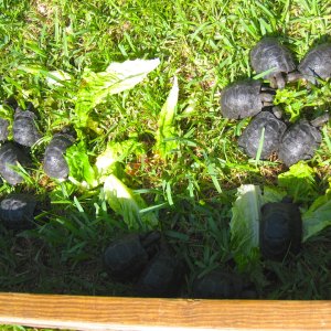 ALDABRA BREEDER
