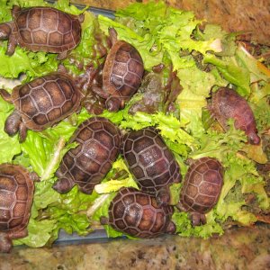 ALDABRA BREEDER