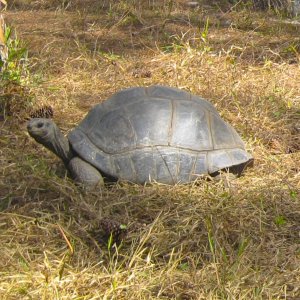 ALDABRA BREEDER