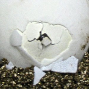 ALDABRA BREEDER