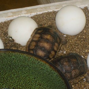 ALDABRA BREEDER