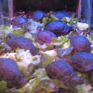 ALDABRA BREEDER