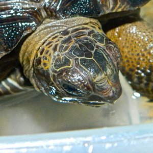 ALDABRA BREEDER